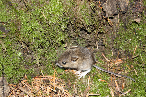forest mouse leaning on the floor forests with green vegetation