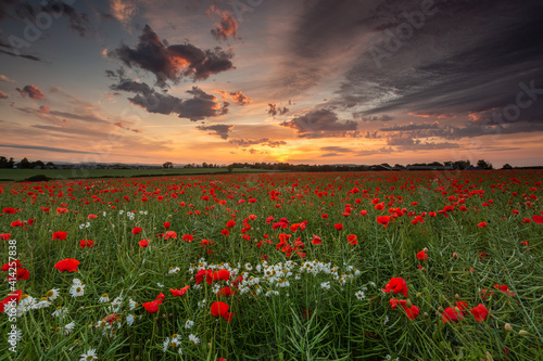 Poppy sunrise