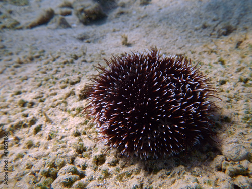 Purple sea urchin is on the bottom of the sea photo