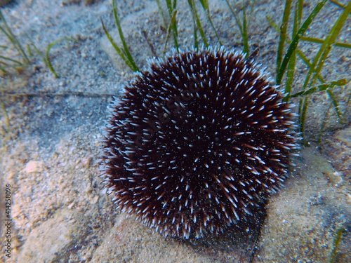 Purple sea urchin is on the bottom of the sea © belizar