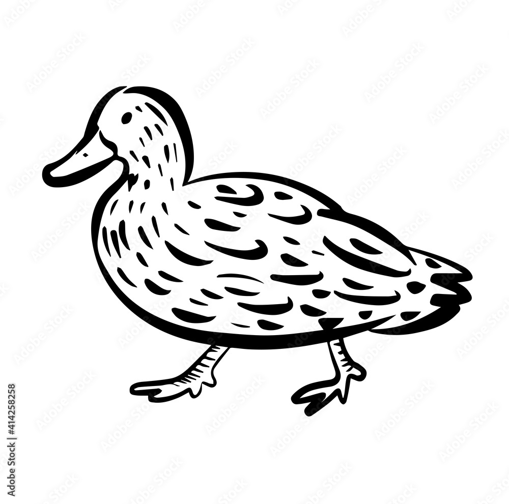 Duck hand drawn illustration in vector isolated on white background.Duck logo icon Duck hand drawn illustration in vector isolated on white background.Duck logo icon