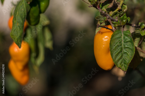 chile manzano Capsicum pubescens photo