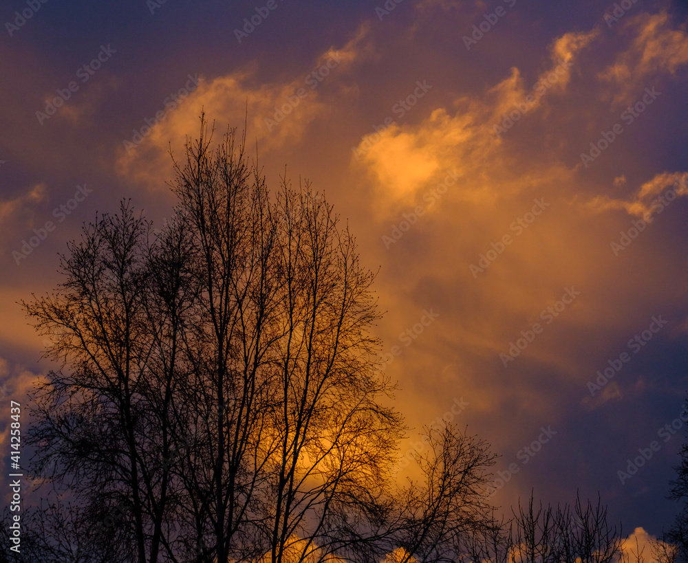 sunset in the forest