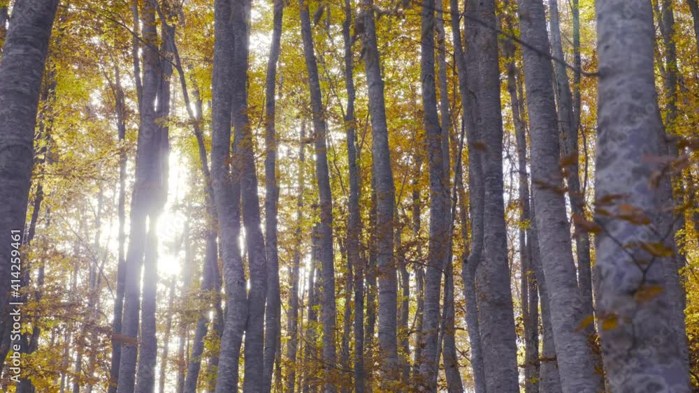 Picturesque nature scenery, pristine forest in autumn, shining sun, motion over deciduous trees trunks Picturesque nature scenery, pristine forest in autumn, shining sun, motion over deciduous trees trunks
