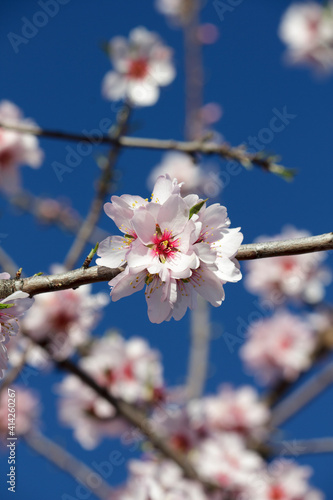The air is infused with the fragrant, delicate scent of the almond flowers. 