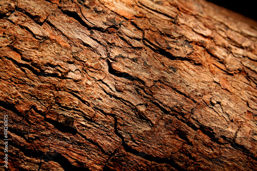 Wallpaper Mural Tree Bark Torontodigital.ca