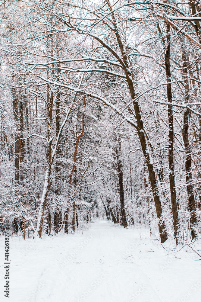 snow covered trees snow covered trees