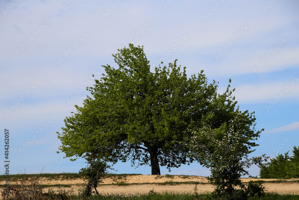 A green tree in the middle of sort of beach with a blue sky, summer time.