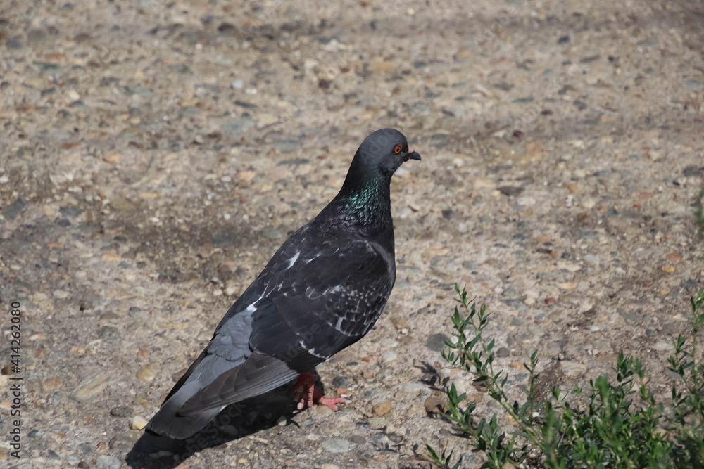 Pigeon in the middle of the road.