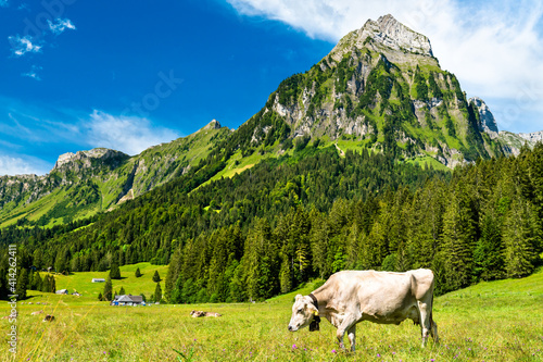 Cow at Oberseetal in the Swiss Alps