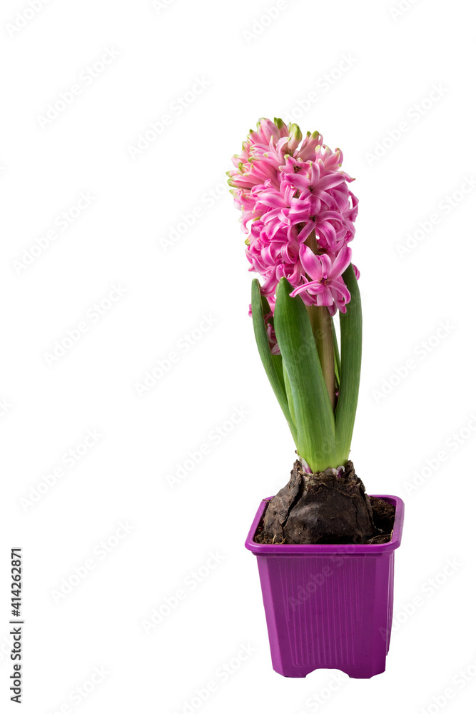 Blooming hyacinth isolated on white background. Blooming hyacinth isolated on white background.