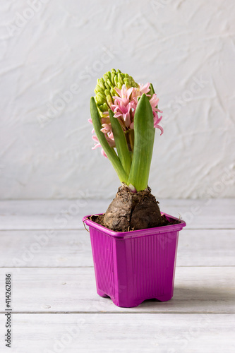 Blooming hyacinth  on white background.