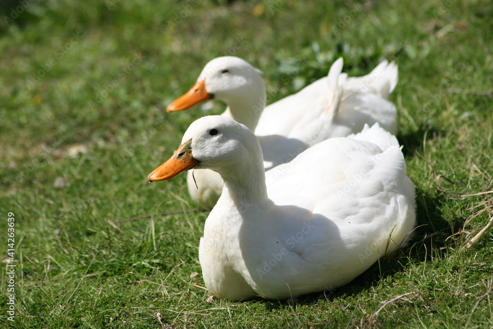 Geese, Ducks, Swans, Seagulls, Geese, Ducks, Swans, Seagulls,