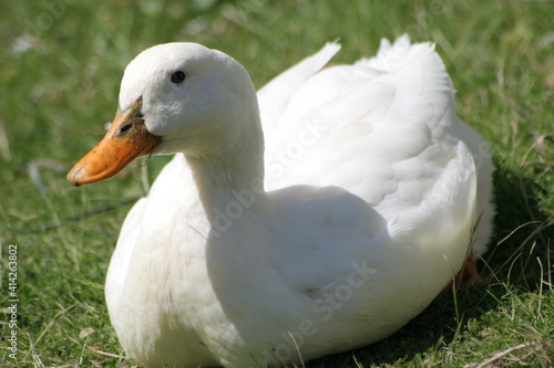 Geese, Ducks, Swans, Seagulls, 
