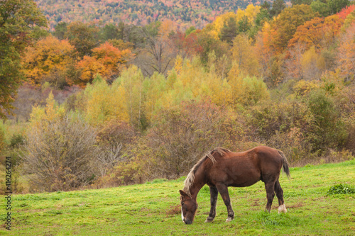 Canada, Nova Scotia, Lawrencetown. Horse in autumn.