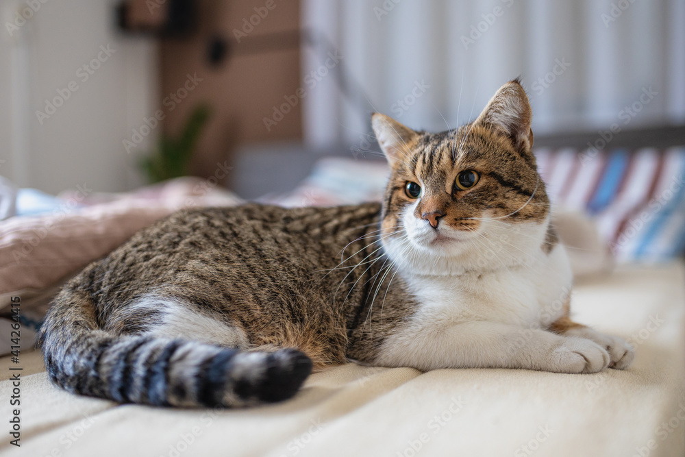 Naklejka premium portrait of a cat