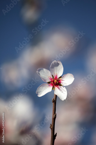 The air is infused with the fragrant, delicate scent of the almond flowers