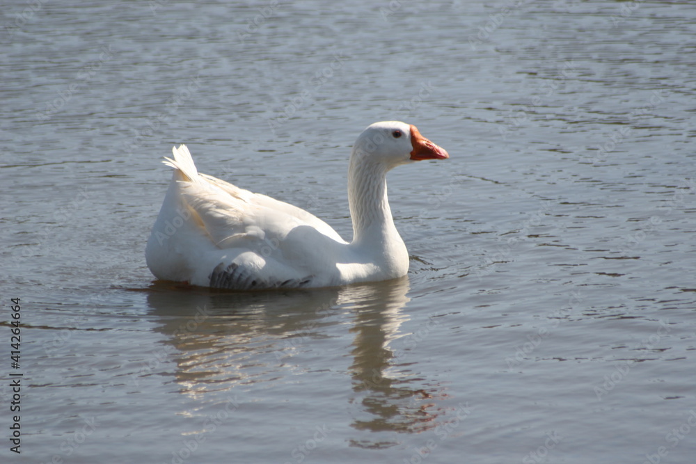Geese, Ducks, Swans, Seagulls, Geese, Ducks, Swans, Seagulls,
