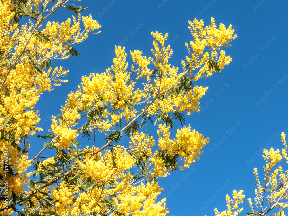 Branches de mimosas dans le soleil Branches de mimosas dans le soleil