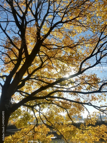 autumn in the park