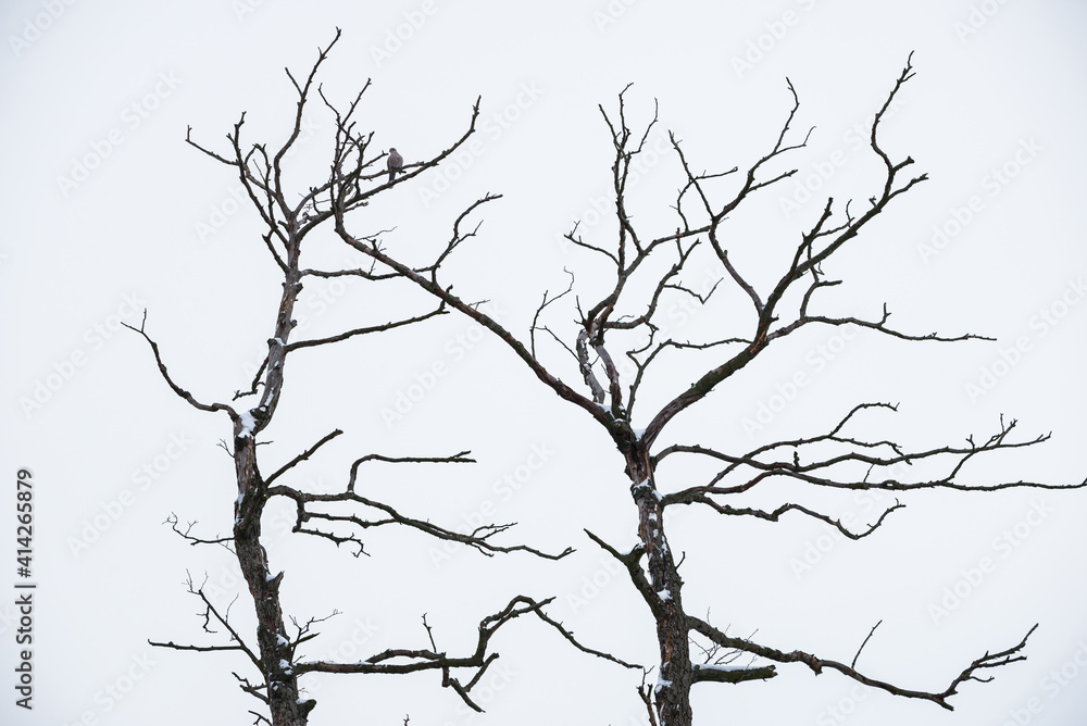  Tree without leaves in Winter with a bird standing on the branch