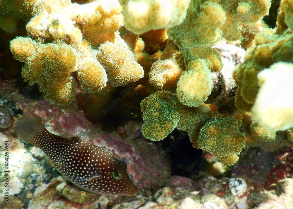 Naklejka premium Costa Rica Pacific sea life