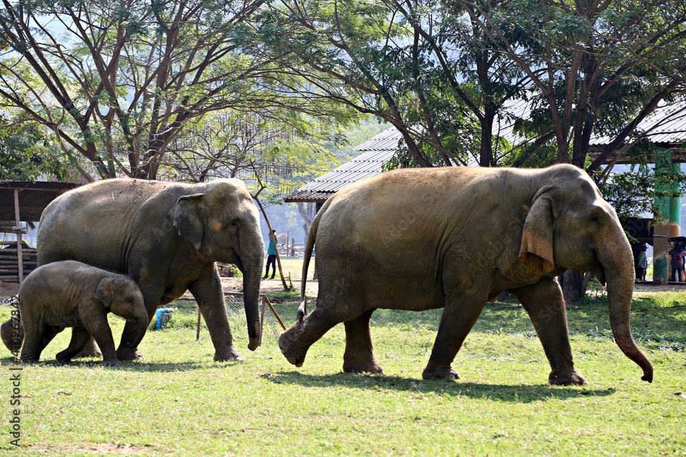 Fototapeta premium elephants