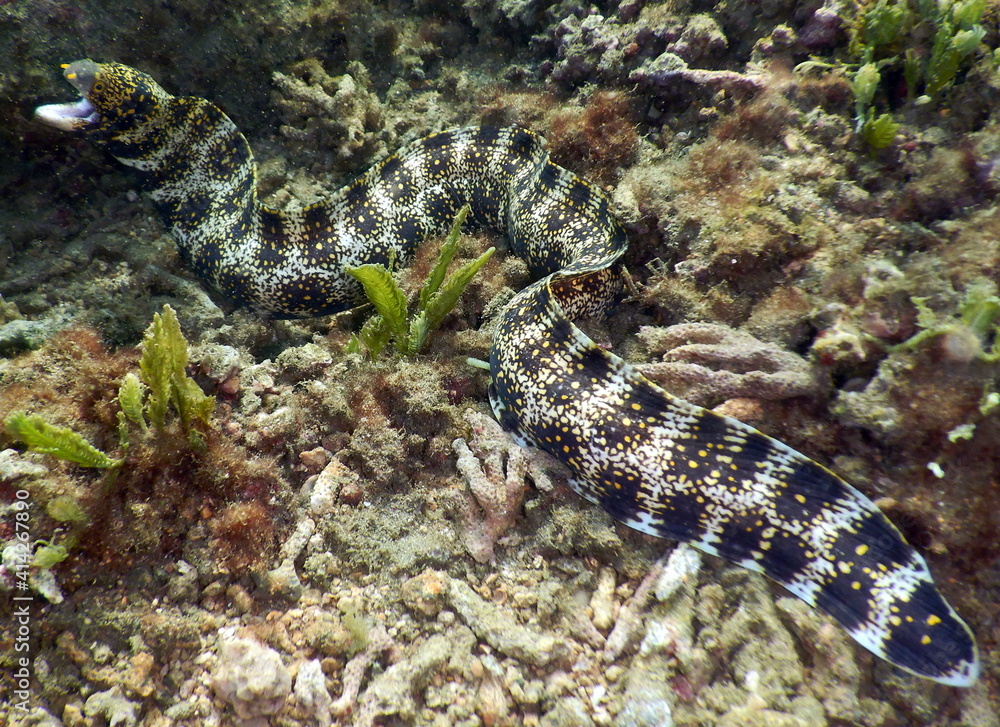 Fototapeta premium Costa Rica Pacific sea life