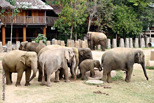 Photography elephants