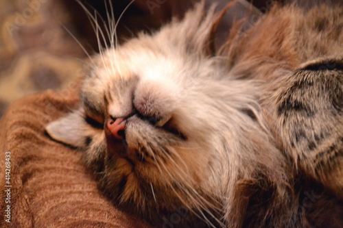 Tabby cat sleeps on soft blanket in cozy bed. Cute playful cat lying on his back against floor carpet. Close-up of lazy basking happy cat with close eyes. Tomcat resting at home. Animal relax themes