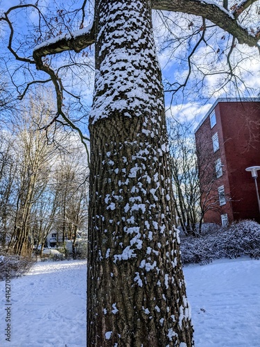 trees in the snow