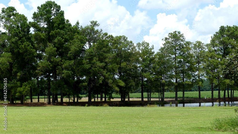 trees in the park