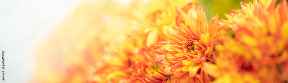 Fototapeta premium Closeup of orange and yellow Mums flower on white background with copy space using as background natural flora, ecology cover page concept.