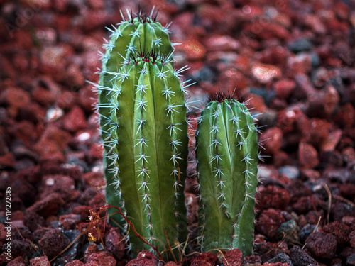 Escontria  Chiotilla.
 photo