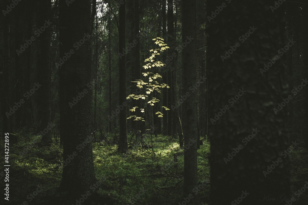 Obraz premium sun rays in forest