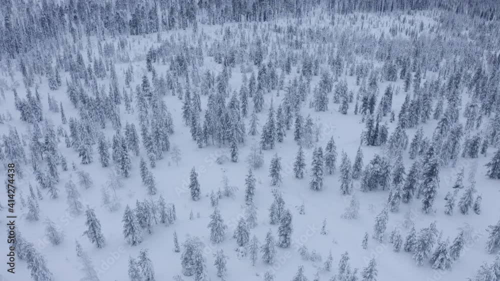 Snow covered spruce tree forest in Pyhä-Luosto National Park, Lapland, Finland, aerial drone shot Snow covered spruce tree forest in Pyhä-Luosto National Park, Lapland, Finland, aerial drone shot