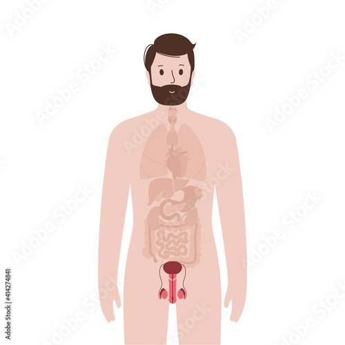 Internal organs in male body