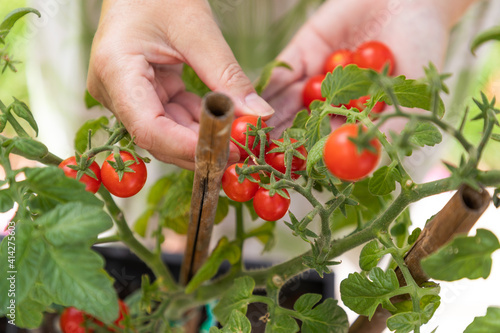 Woman Picking Ripe Cherry Tomatoes On The Vine in the Garden