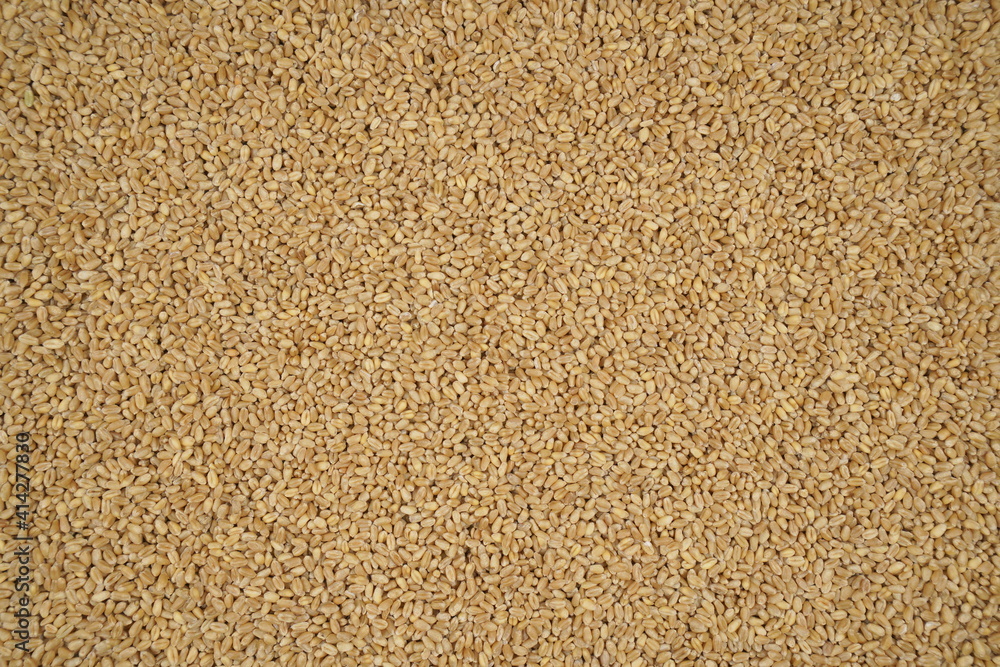 Ripe wheat grain texture background, top view, harvested cereal and agriculture Ripe wheat grain texture background, top view, harvested cereal and agriculture