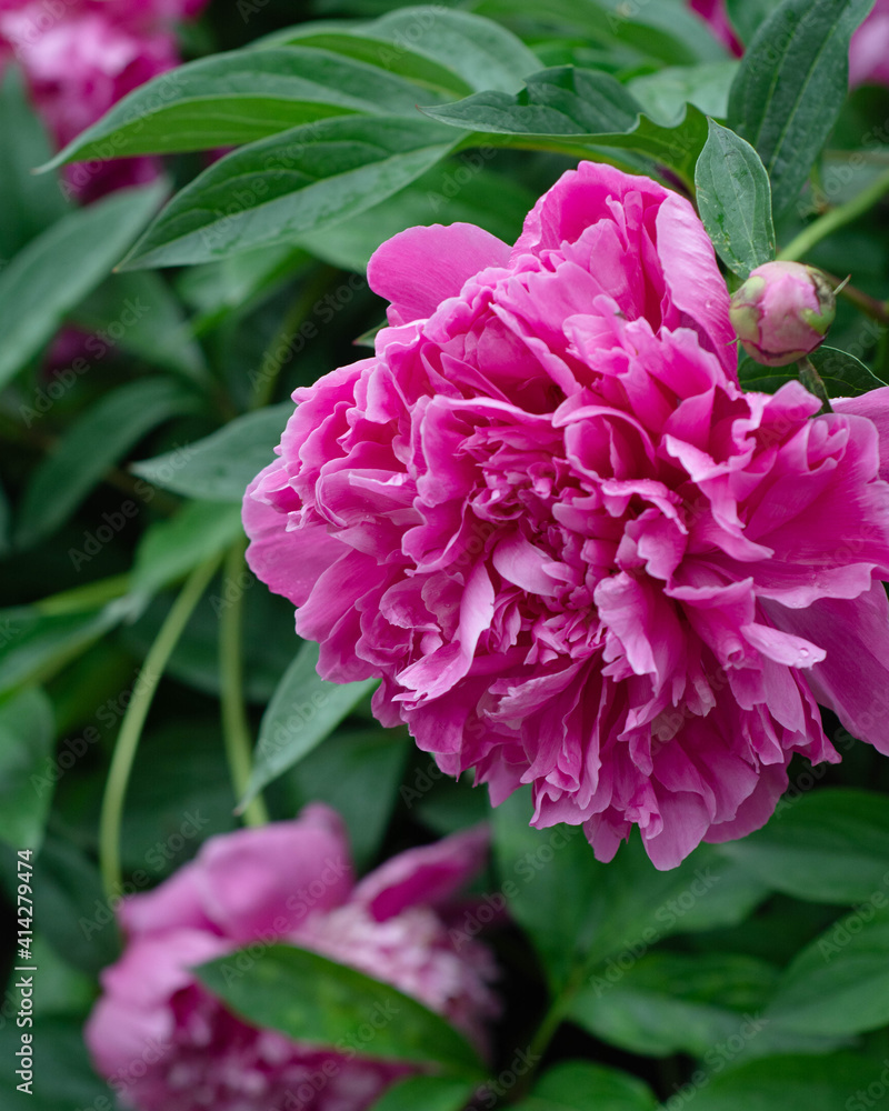 Big pink peony flower. Nearby buds and flowers, greenery, the background is blurred.
