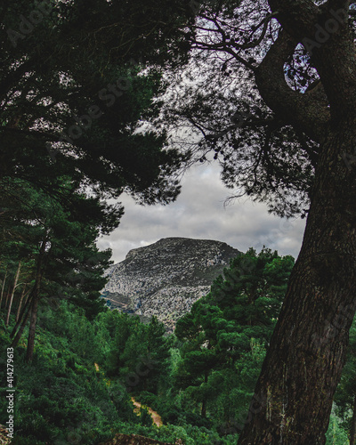 landscape with trees