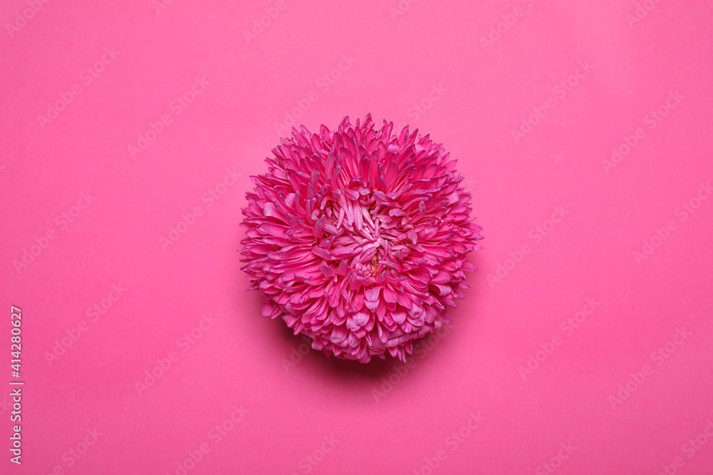 Beautiful flower on pink background, top view