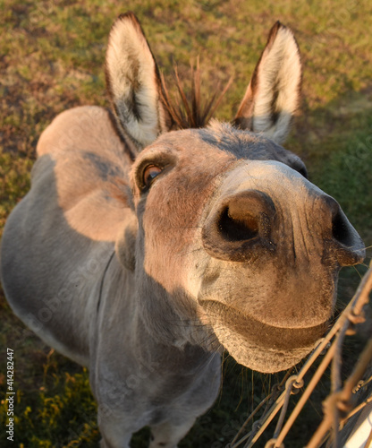 Cute and funny donkey looks like cartoon character looking up and smelling with big flared nostrils and huge ears © Rachelle