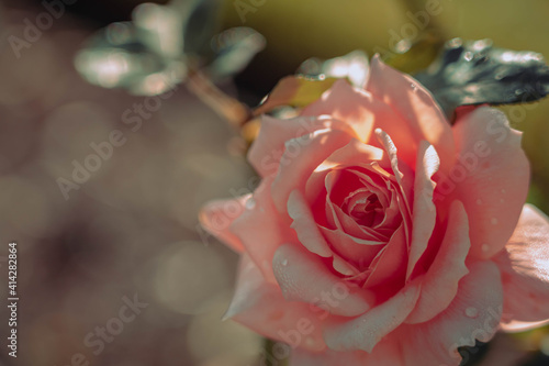 Beautiful Rose on Vintage style  nature background