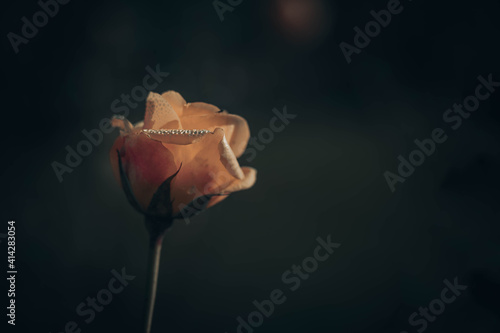 Beautiful Rose on Vintage style  nature background