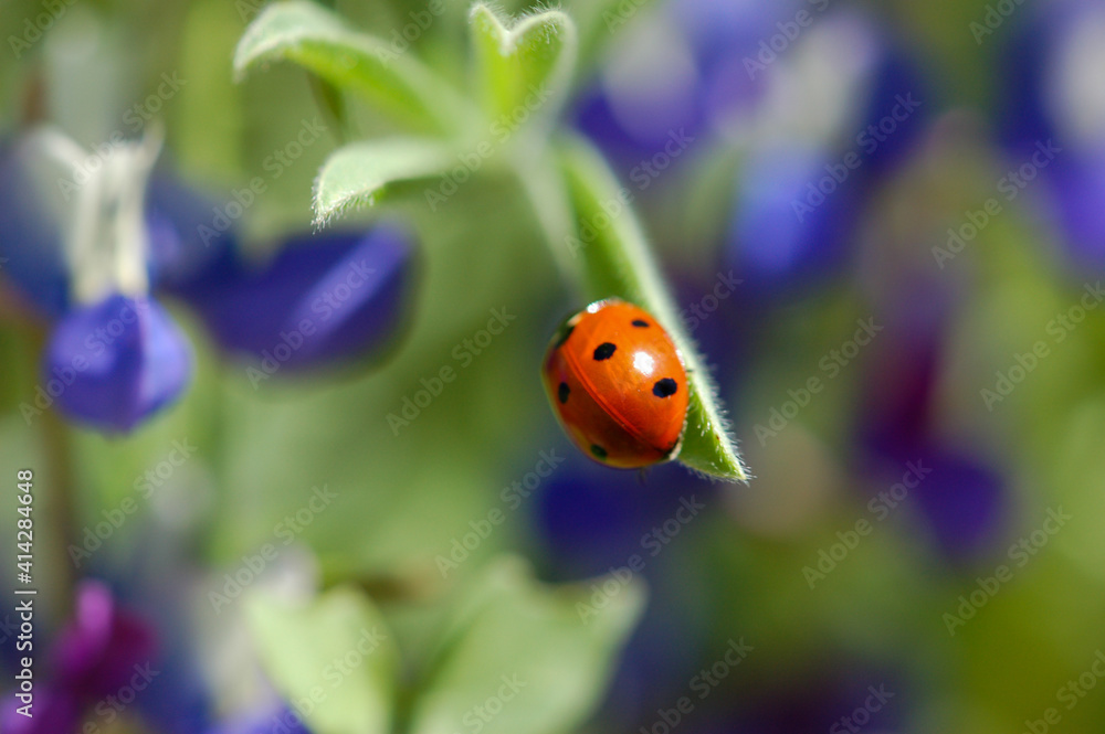 A macro close up of spring wildflowers with a lady bug on a leaf and a soft background in the wilderness. A macro close up of spring wildflowers with a lady bug on a leaf and a soft background in the wilderness.