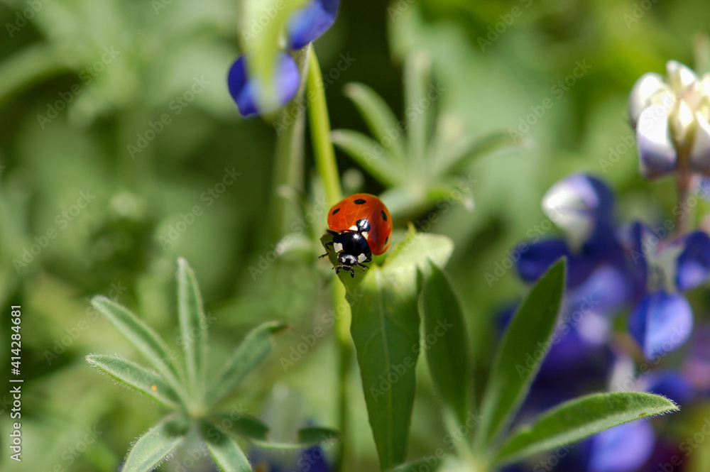 A macro close up of spring wildflowers with a lady bug on a leaf in the wilderness. A macro close up of spring wildflowers with a lady bug on a leaf in the wilderness.
