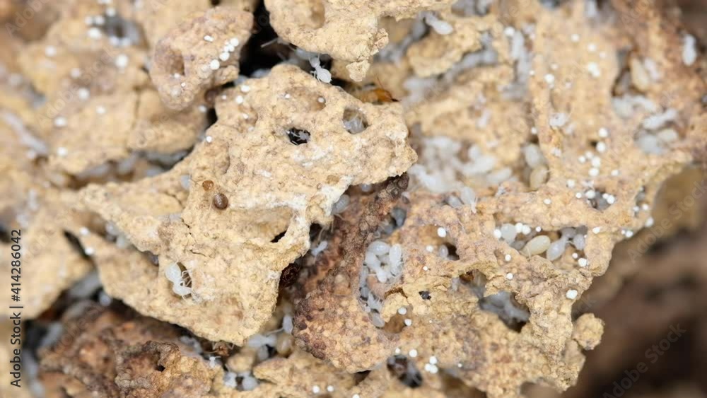Termite nests with white larvae and termite eggs many Termite nests with white larvae and termite eggs many