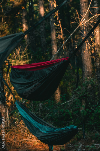 hammocks in the forest