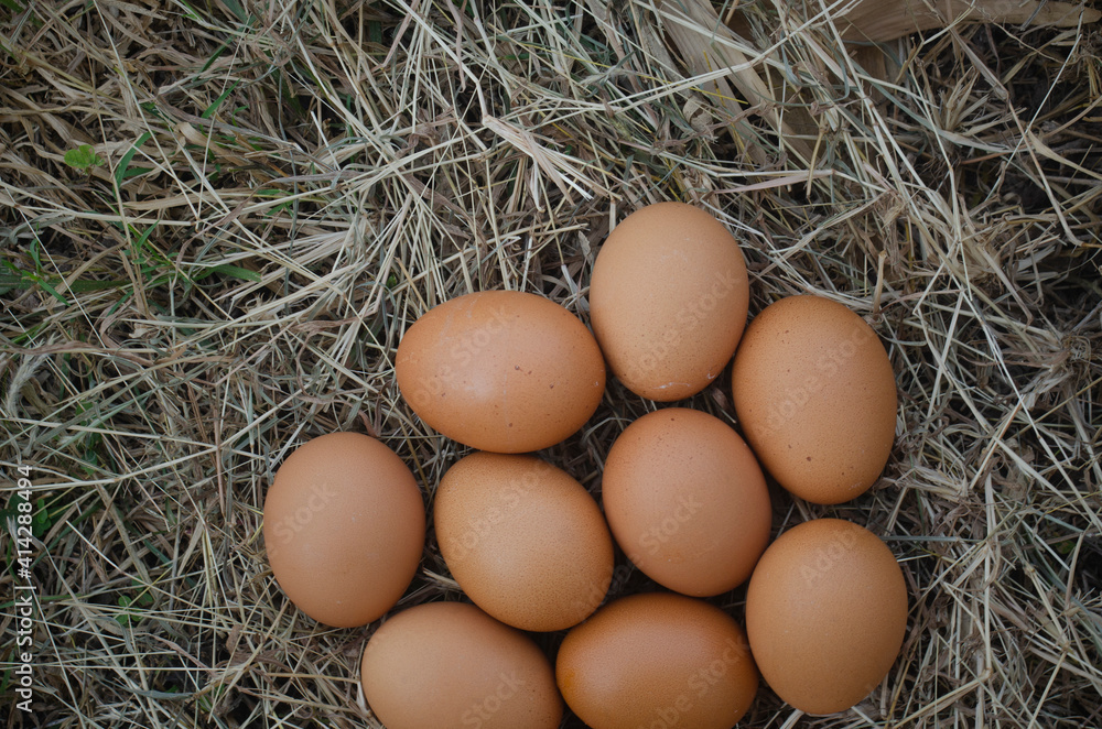 Eggs are placed on a pile of hay, pecking behind the hatching process of the eggs. Eggs are placed on a pile of hay, pecking behind the hatching process of the eggs.